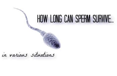 how long does it take for precum to die|Sperm: How Long Sperm Live, Sperm Count, and。